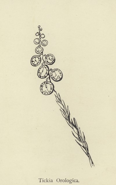 Tickia Orologica by Edward Lear